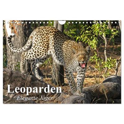 Leoparden. Elegante Jäger (Wandkalender 2026 DIN A4 quer), CALVENDO Monatskalender