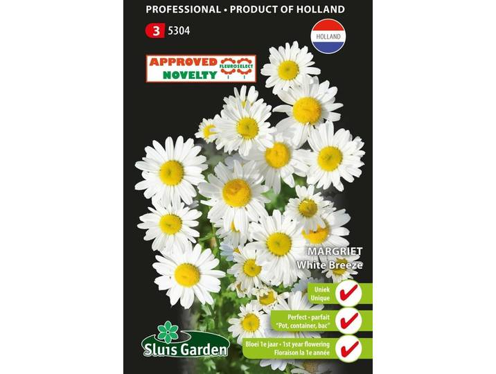 Chrysanthemum leucanthemum White Breeze