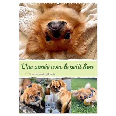 Une année avec le petit lion - Le charme du pékinois (Calendrier mural 2027 DIN A2 horizontal), CALVENDO calendrier mensuel