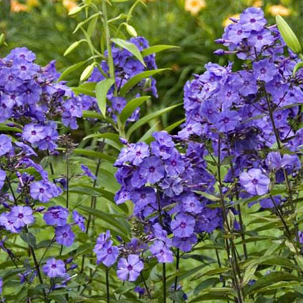 6x Hoge vlammenbloem Phlox paniculata Blue Paradise in pot van 9x9 cm van Arborix