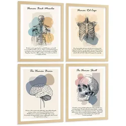 POSTER Set aus 4 Anatomie Mensch Lernposter Drucke und Wandbilder mit Muskeln Rücken Rippen Gehirn und Schädel Modernes Design Größe Rahmenlos A4
