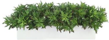 Creative Labs Agave Arrangement in Fiberstone Planter