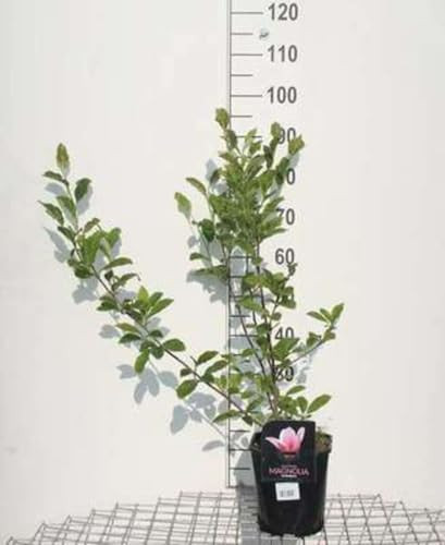 Magnolia soulangeana - Gewone Magnolia in pot, 50-60 cm