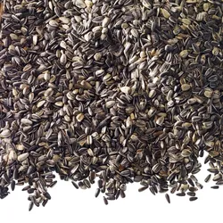 Classic Bird Sonnenblumenkerne | 10kg Vogelfutter