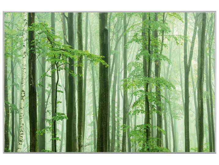 Bild mit Rahmen Waldstimmung image LAND