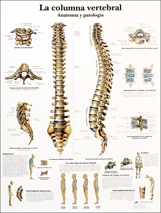 Lâmina de anatomia: Coluna vertebral