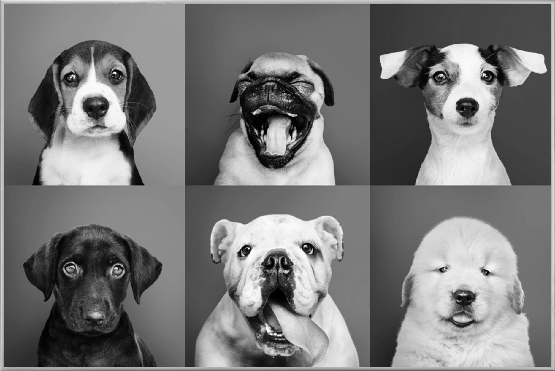 image LAND Lustige Hunde
