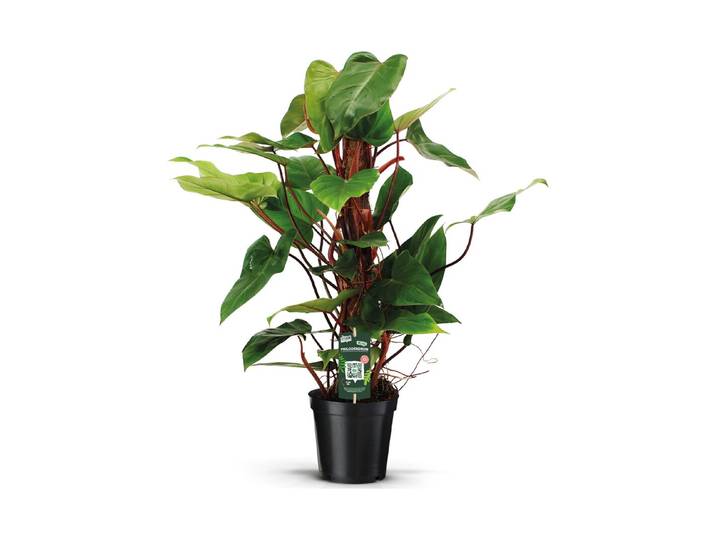 Philodendron Red Emerald Ø19