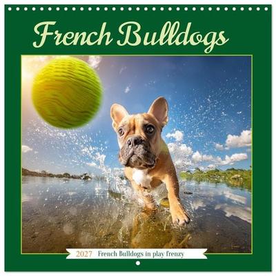 French Bulldogs in play frenzy (Wall Calendar 2027 12 × 12 Inch) CALVENDO 12 Month Wall Calendar