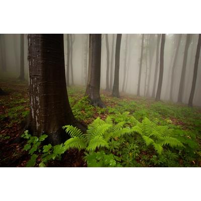 Fototapete PAPERMOON "Mystischer Wald", bunt, B:2,5m L:1,86m, Vlies, Tapeten