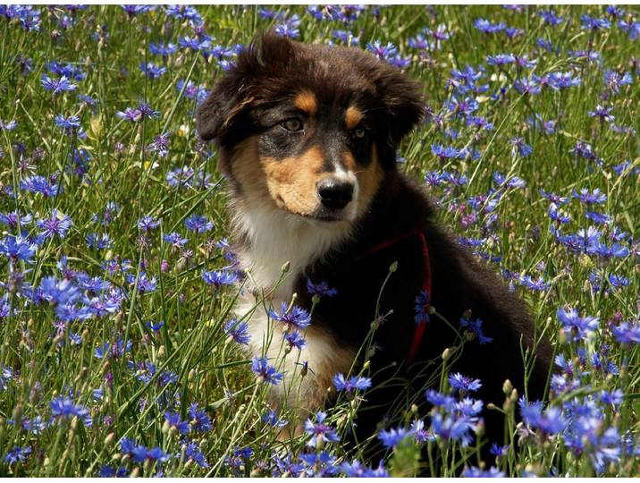 Fototapete PAPERMOON Hütehund Welpe Australian Sheppard in Blumenwiese , bunt, B:2m L:1,49m, Vlies, Tapeten, Fototapete