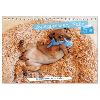 Zwergpinscher Sally‘s erstes Jahr (Tischkalender 2026 DIN A5 quer), CALVENDO Monatskalender