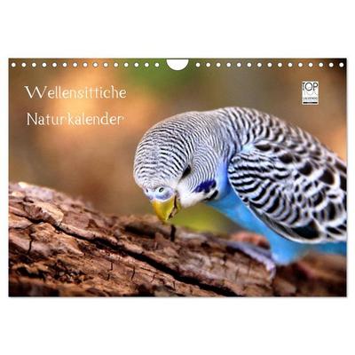 Wellensittiche - Naturkalender (Wandkalender 2026 DIN A4 quer), CALVENDO Monatskalender