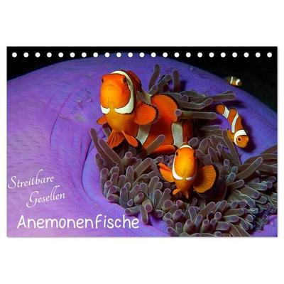 Anemonenfische - Streitbare Gesellen (Tischkalender 2026 DIN A5 quer), CALVENDO Monatskalender