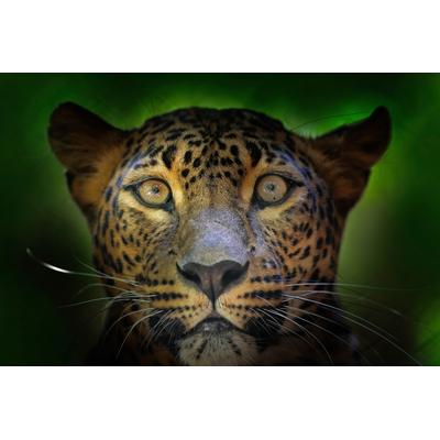 Fototapete PAPERMOON "JAGUAR-PUMA TIGER LÖWE GEPARD DSCHUNGEL TIERE NATUR", bunt, B:4m L:2,6m, Vlies, Tapeten