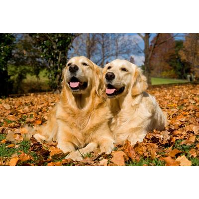 Papermoon "Golden Retriever"