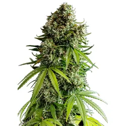 Royal Queen Seeds NYC Sour D Auto  1 Samen - 1