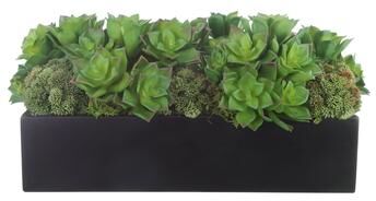 Creative Labs Sedum and Echeveria Arrangement in Fiberstone Planter