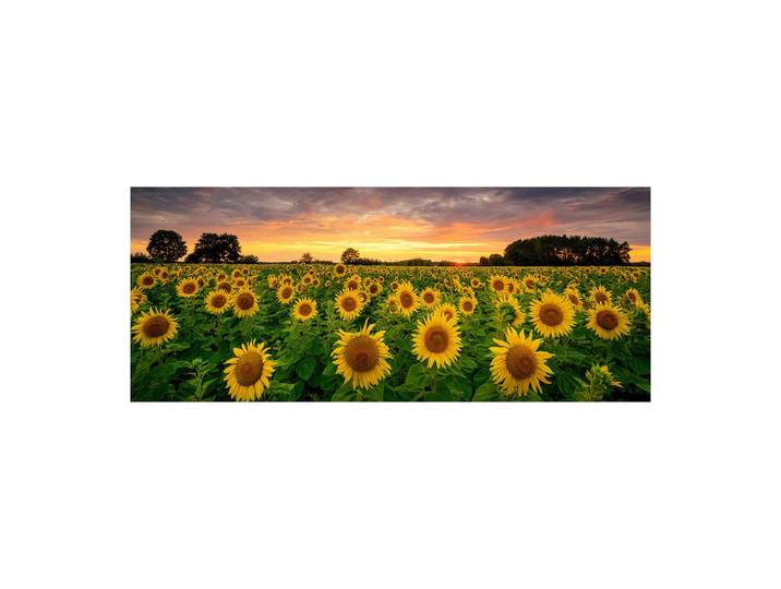 Glasbild Sunflowers Multicolor ca. 125x50cm