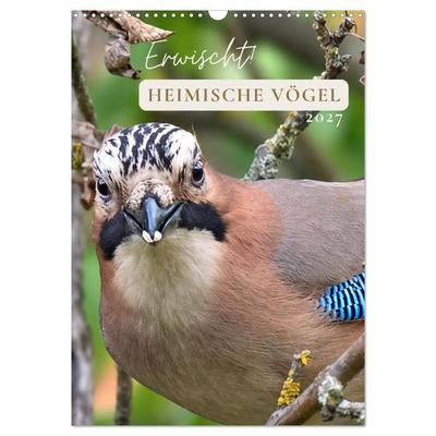 Erwischt! Heimische Vögel (Wandkalender 2027 DIN A3 hoch), CALVENDO Monatskalender