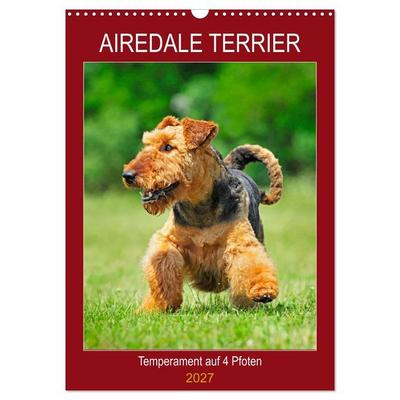 Airedale Terrier - Temperament auf 4 Pfoten (Wandkalender 2027 DIN A3 hoch), CALVENDO Monatskalender