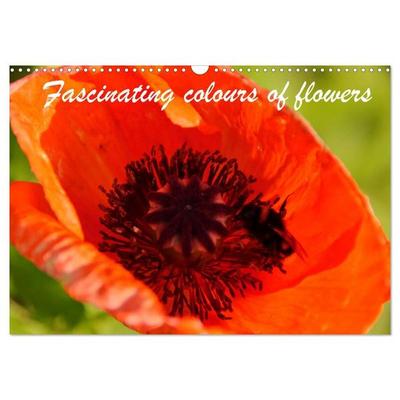 Fascinating colours of flowers (Wall Calendar 2027 DIN A3 landscape), CALVENDO 12 Month Wall Calendar
