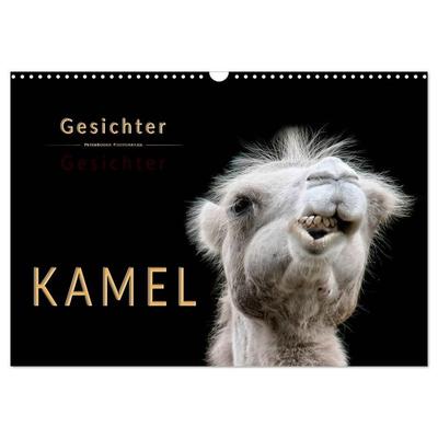 Kamel Gesichter (Wandkalender 2027 DIN A3 quer), CALVENDO Monatskalender