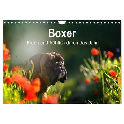 Boxer Frech und fröhlich durch das Jahr (Wandkalender 2027 DIN A4 quer), CALVENDO Monatskalender