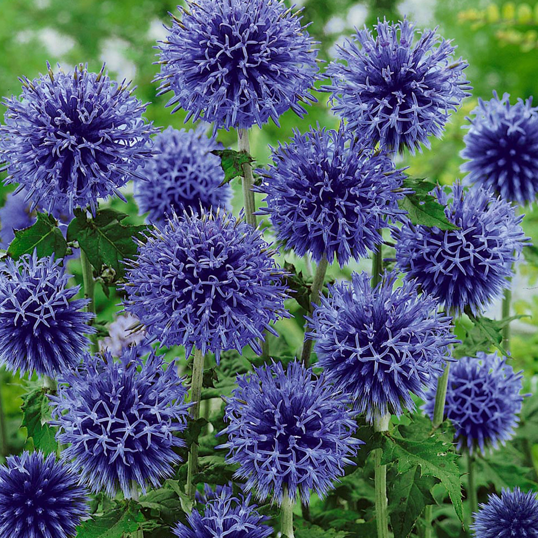 6 x Echinops bannaticus Blue Globe blauwe bolvormige distel van Arborix