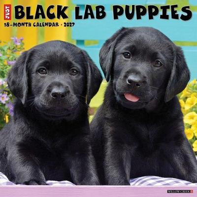 Black Lab Puppies 2027 12 X 12 Wall Calendar