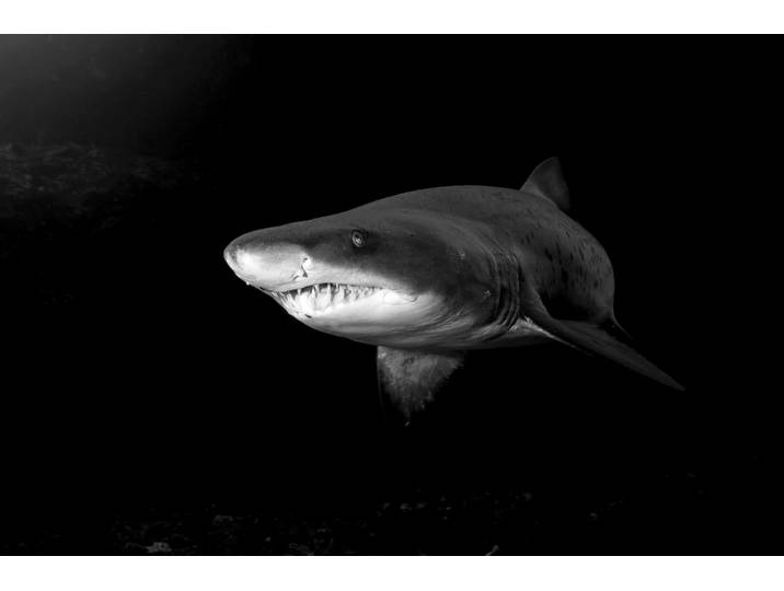 Fototapete PAPERMOON Haifisch Schwarz & Weiss , schwarz (schwarz, weiß), B:1,5m L:1,11m, Vlies, Tapeten, Fototapete