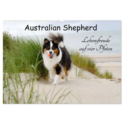 Australian Shepherd - Lebensfreude auf vier Pfoten (Wandkalender 2027 DIN A2 quer), CALVENDO Monatskalender