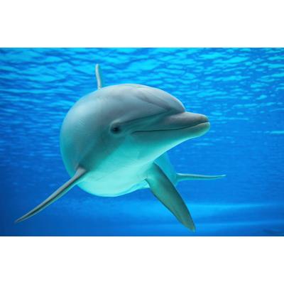 Fototapete PAPERMOON "DELFINE-ZAHNWAL TIER SEE OZEAN MEER WASSER WALE ORCA", bunt, B:4m L:2,6m, Vlies, Tapeten