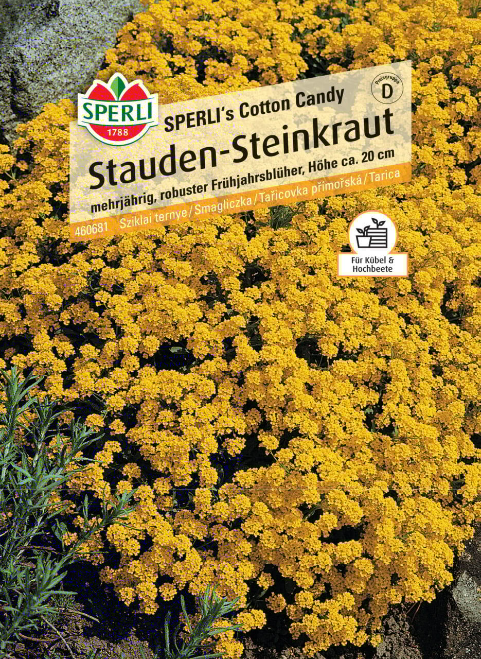 Sperli Stauden-Steinkraut SPERLI's Cotton Candy
