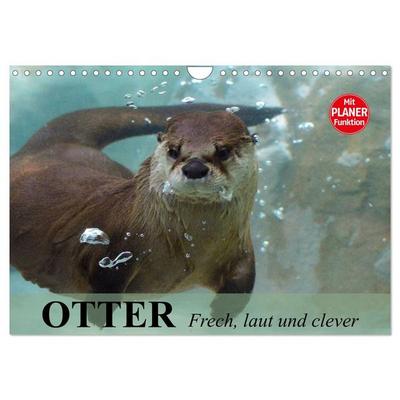 Otter. Frech, laut und clever (Wandkalender 2026 DIN A4 quer), CALVENDO Monatskalender