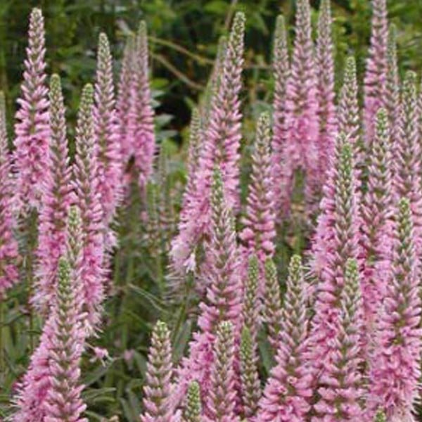 6 x Valeriaan Veronica spicata Heidekind in pot van 9x9 cm van Arborix
