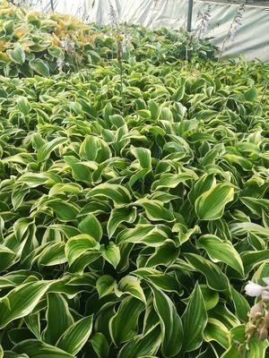 6 x Hosta hybride Mama Mia - Hosta - Pot van 9 x 9 cm