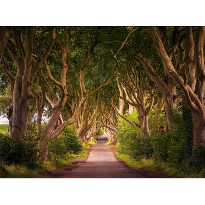 Fototapete PAPERMOON "Dark Hedges Tree Tunnel", bunt, B:2m L:1,49m, Vlies, Tapeten