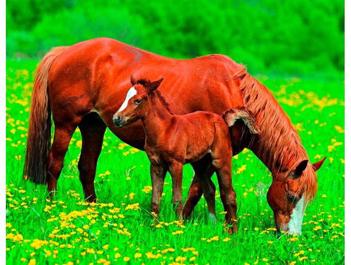 Fototapete PAPERMOON Horses , bunt, B:1,5m L:1,11m, Vlies, Tapeten, Fototapete