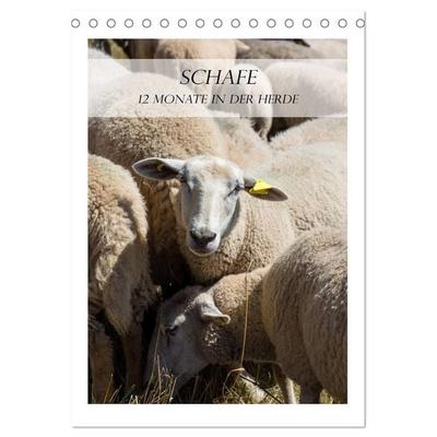 Schafe - 12 Monate in der Herde (Tischkalender 2027 DIN A5 hoch), CALVENDO Monatskalender