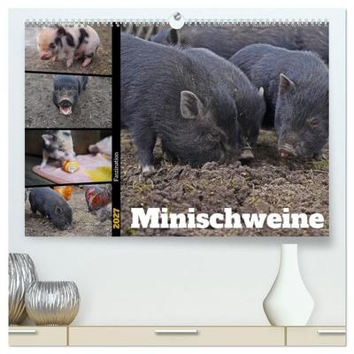 Faszination Minischweine (hochwertiger Premium Wandkalender 2027 DIN A2 quer), Kunstdruck in Hochglanz