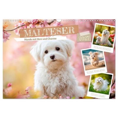 Malteser - Hunde mit Herz und Charme (Wandkalender 2027 DIN A3 quer), CALVENDO Monatskalender