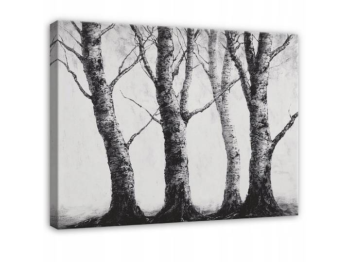 BILDER Wald Schwarz und Weiß Natur Bäume 60x40