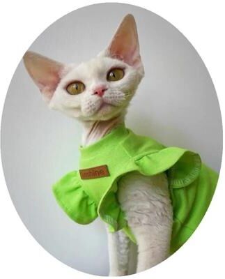 Happy Pet Pantry Summer Luxury Sphynx Cat Clothes: Stylish Attire XL 2