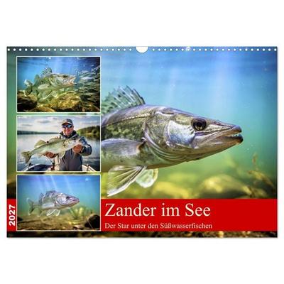 Zander im See (Wandkalender 2027 DIN A3 quer), CALVENDO Monatskalender