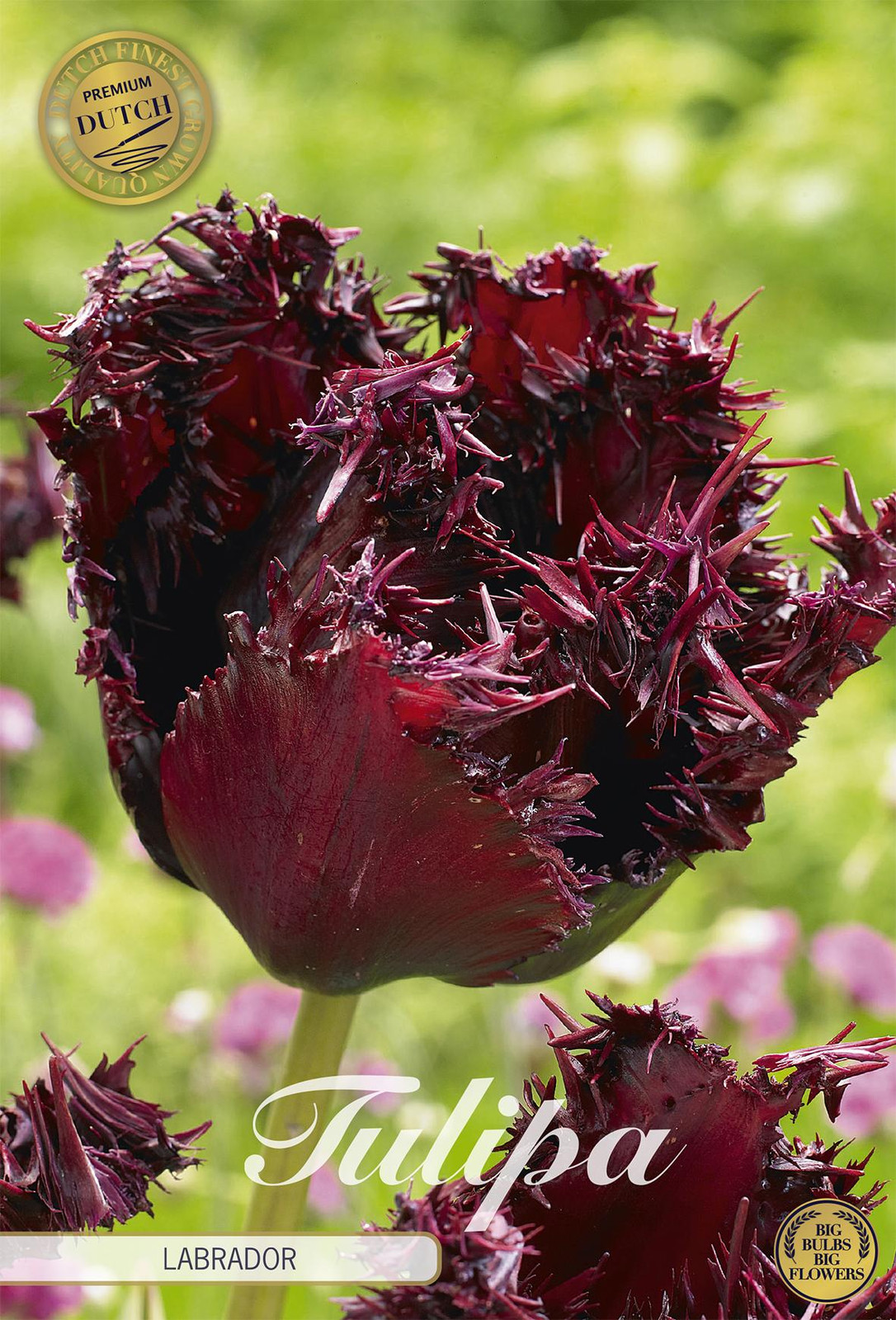 Sam van Schooten Tulpenbollen Labrador (7 stuks)