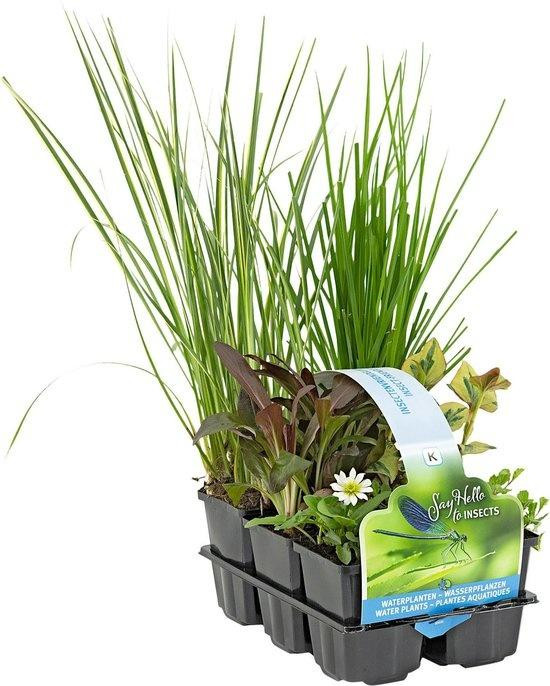 Moerings Insectvriendelijke Vijverplanten Mix in Thema Sixpack