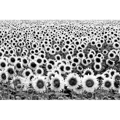 Fototapete PAPERMOON "Sonnenblumen Schwarz & Weiß", schwarz (schwarz, weiß), B:5m L:2,8m, Vlies, Tapeten