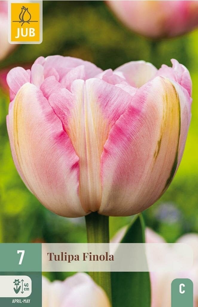 Jub Tulp Finola 7 bollen