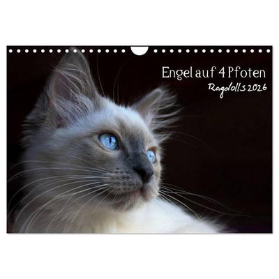 Engel auf 4 Pfoten - Ragdolls 2026 (Wandkalender 2026 DIN A4 quer), CALVENDO Monatskalender